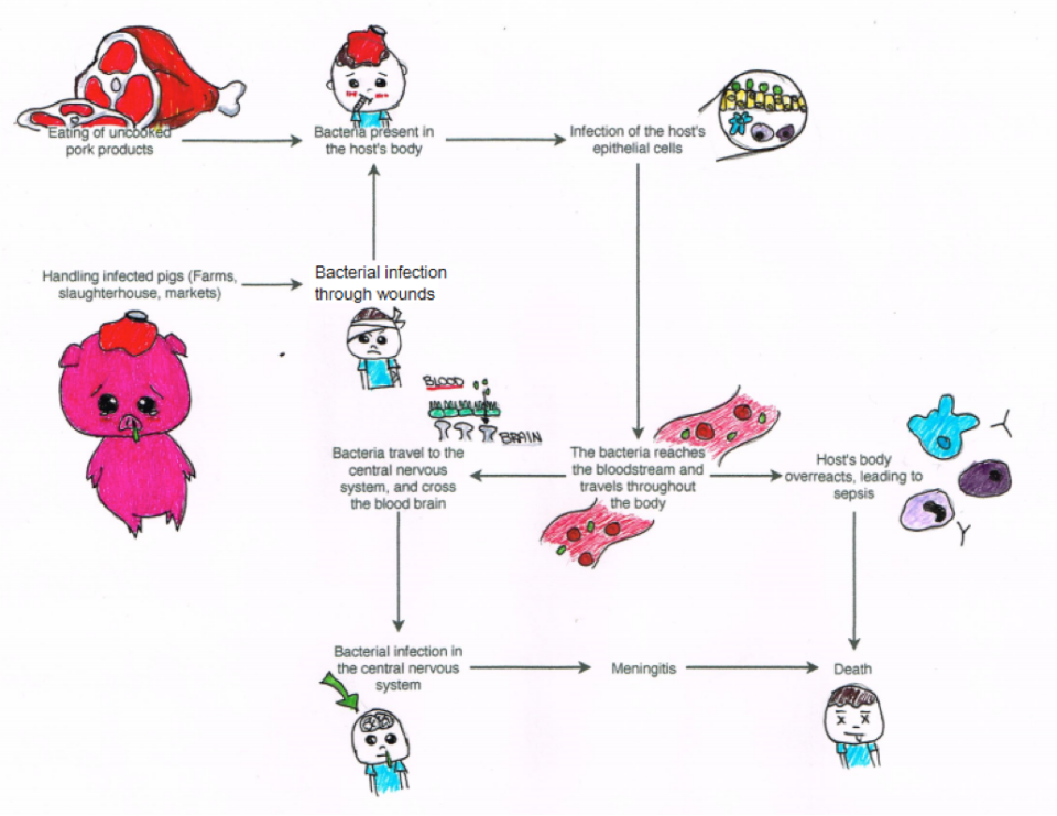 Figure 2: Strategies of infection and damage caused by S. suis (Figure drawn by Karissa Tabtieng).